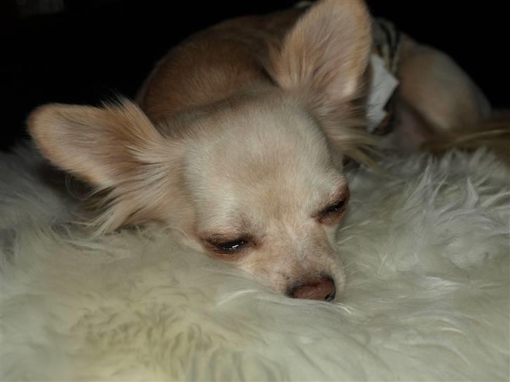 Nede og se på tykke maver hos Fru Eeg og Hr Buchingham;o) - Miiiimiiiiiii billede 21