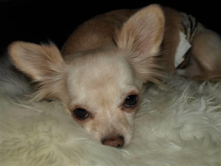 Nede og se på tykke maver hos Fru Eeg og Hr Buchingham;o) billede 22