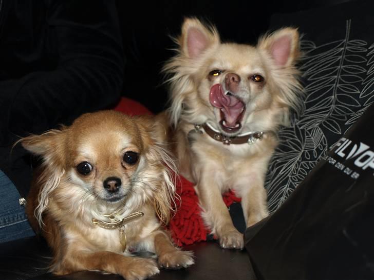 Nede og se på tykke maver hos Fru Eeg og Hr Buchingham;o) billede 23