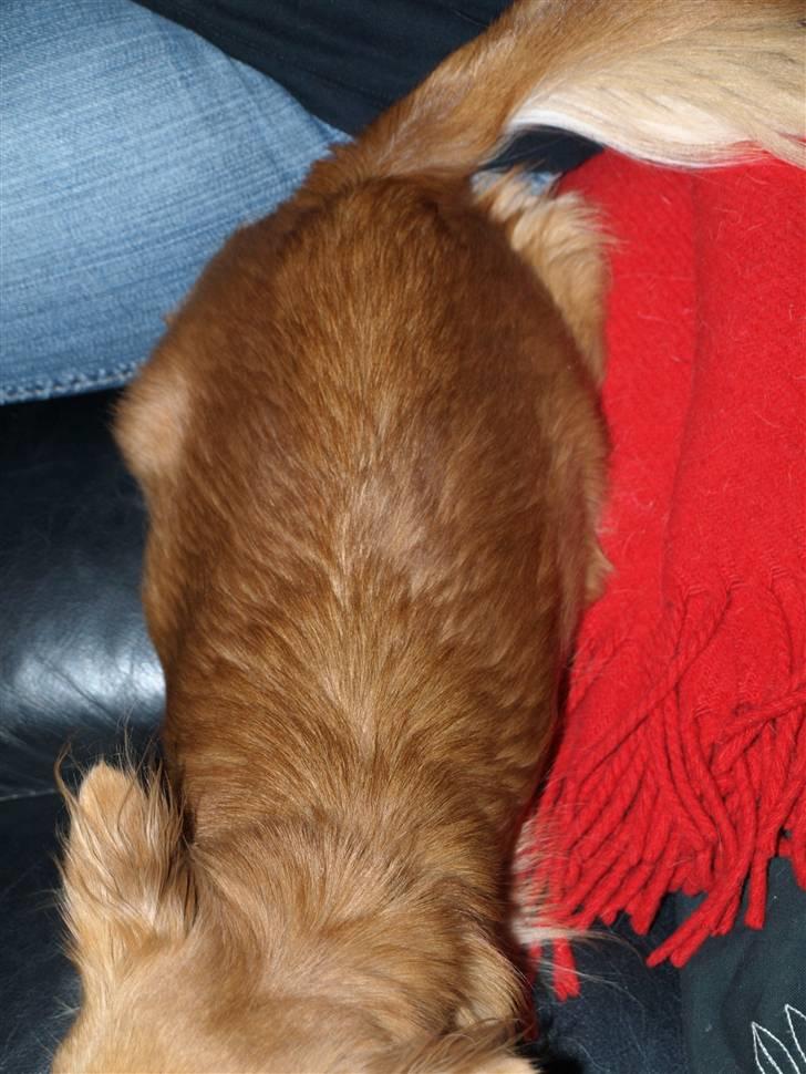 Nede og se på tykke maver hos Fru Eeg og Hr Buchingham;o) billede 25