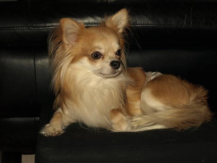 Nede og se på tykke maver hos Fru Eeg og Hr Buchingham;o) billede 26