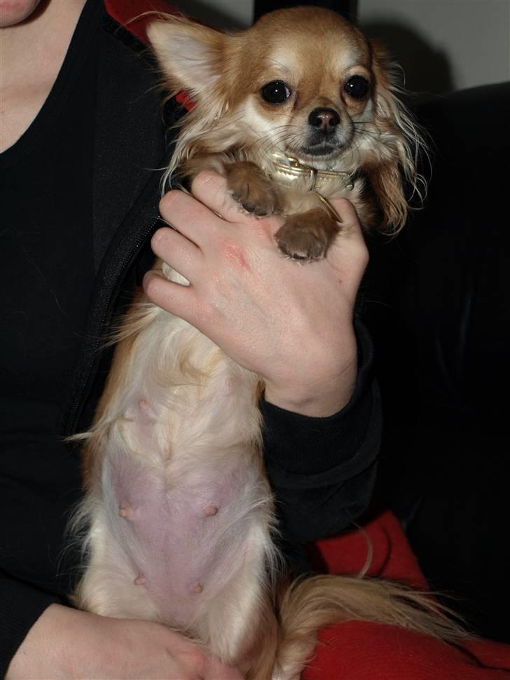 Nede og se på tykke maver hos Fru Eeg og Hr Buchingham;o) billede 27