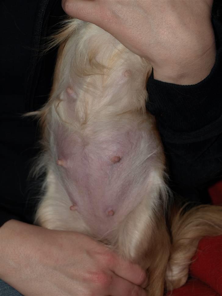 Nede og se på tykke maver hos Fru Eeg og Hr Buchingham;o) billede 28