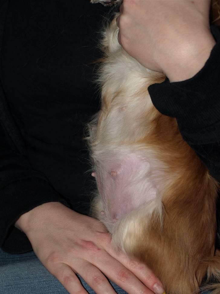 Nede og se på tykke maver hos Fru Eeg og Hr Buchingham;o) - Så fiiiin en mave billede 29