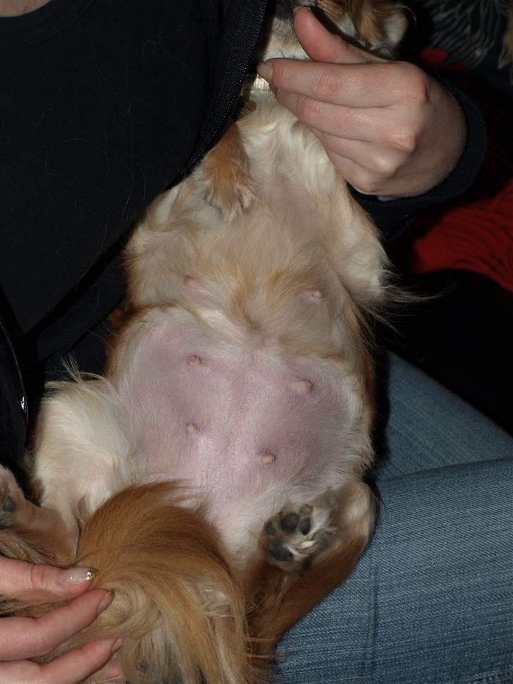 Nede og se på tykke maver hos Fru Eeg og Hr Buchingham;o) billede 30