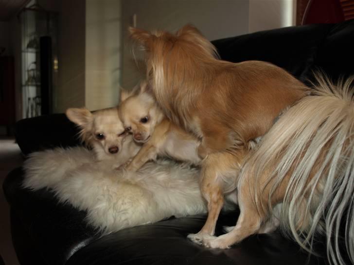 Nede og se på tykke maver hos Fru Eeg og Hr Buchingham;o) - Caspar vil også være far;o) billede 31