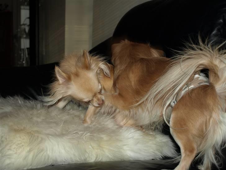 Nede og se på tykke maver hos Fru Eeg og Hr Buchingham;o) billede 32