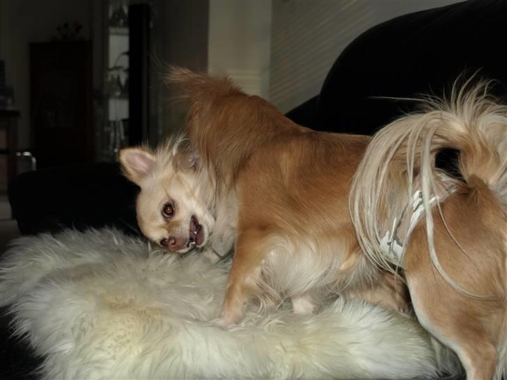 Nede og se på tykke maver hos Fru Eeg og Hr Buchingham;o) billede 33