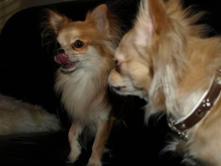 Nede og se på tykke maver hos Fru Eeg og Hr Buchingham;o) billede 34