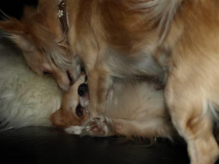 Nede og se på tykke maver hos Fru Eeg og Hr Buchingham;o) - Myyyys siger Tula;o) billede 35