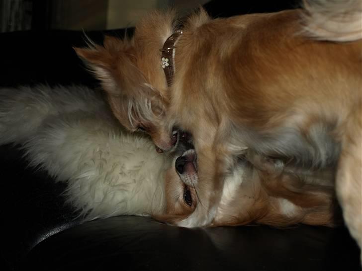 Nede og se på tykke maver hos Fru Eeg og Hr Buchingham;o) billede 36