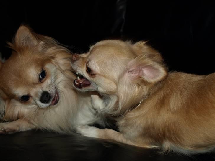 Nede og se på tykke maver hos Fru Eeg og Hr Buchingham;o) billede 37