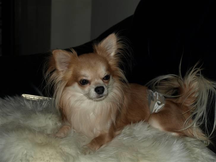 Nede og se på tykke maver hos Fru Eeg og Hr Buchingham;o) billede 38