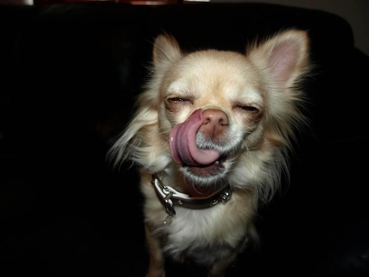 Nede og se på tykke maver hos Fru Eeg og Hr Buchingham;o) billede 39