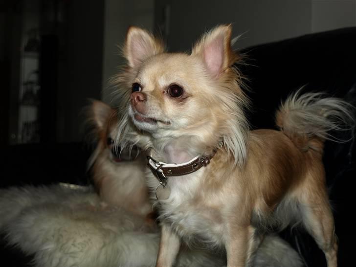 Nede og se på tykke maver hos Fru Eeg og Hr Buchingham;o) billede 40