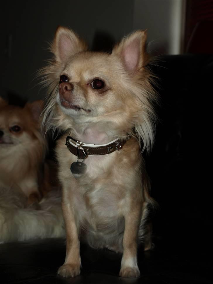 Nede og se på tykke maver hos Fru Eeg og Hr Buchingham;o) billede 41