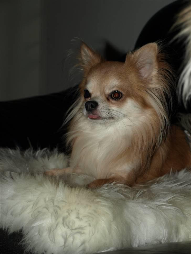 Nede og se på tykke maver hos Fru Eeg og Hr Buchingham;o) billede 42