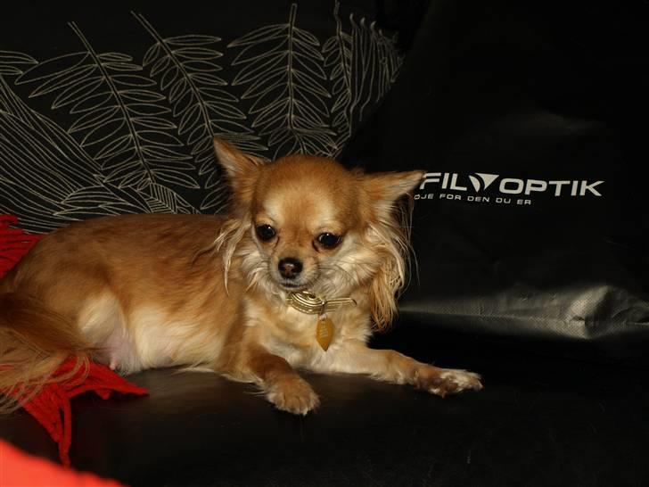 Nede og se på tykke maver hos Fru Eeg og Hr Buchingham;o) - Tyksakken:o) billede 43