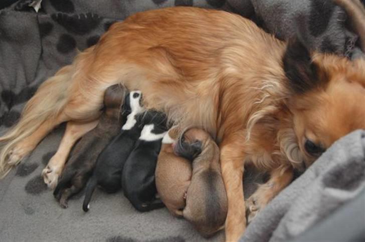 Lidt af Shika's familie (stamtræ) - Her er Shika's mor med hendes 2. kuld hvalpe - Dette er dermed Shika søskende, dog fra et andet kuld (Samme mor og far) :) billede 11