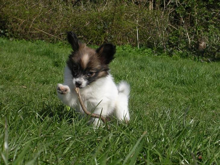 {{currentPhoto.altText}} billede {{currentPhoto.number}}