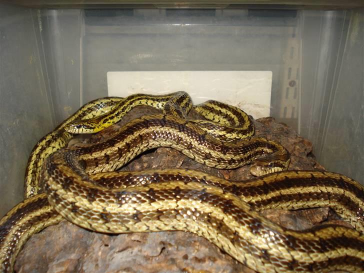 Slangeopdræt 2010 - Art: Elaphe dione - Gul Kina
Parring d. 02.02.10. billede 9