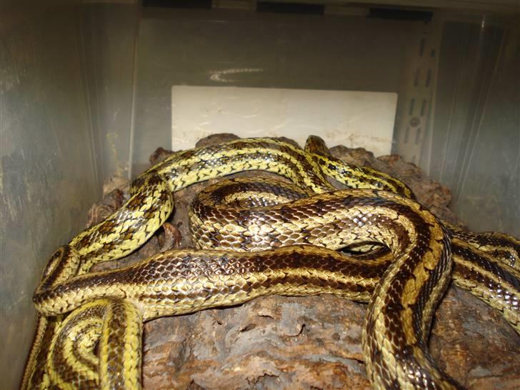 Slangeopdræt 2010 - Art: Elaphe dione - Gul Kina
Parring d. 02.02.10. billede 10