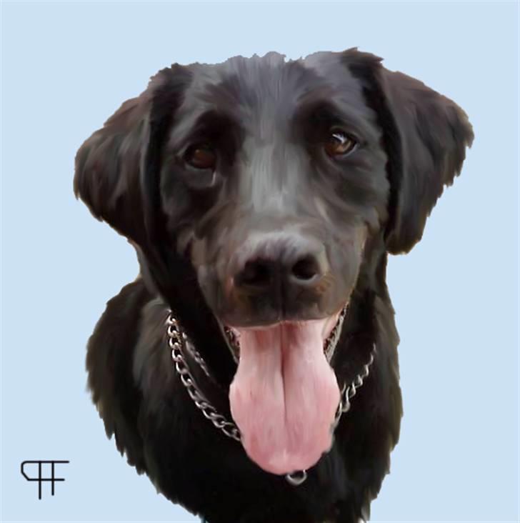 Tegninger af andres hunde - Labrador retriever Basse. billede 292