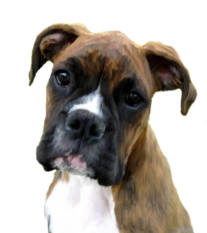 Tegninger af andres hunde - Boxer Faust. billede 293