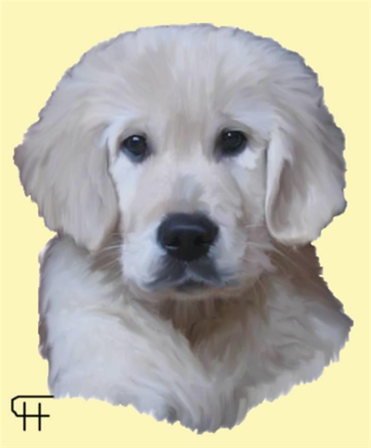 Tegninger af andres hunde - Golden retriever Cosmo. billede 294