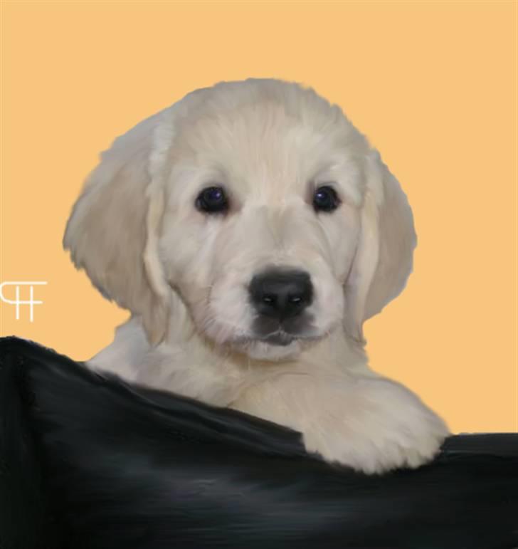 Tegninger af andres hunde - Golden retriever GAIA. billede 295