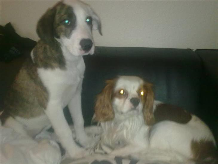 {{currentPhoto.altText}} billede {{currentPhoto.number}}