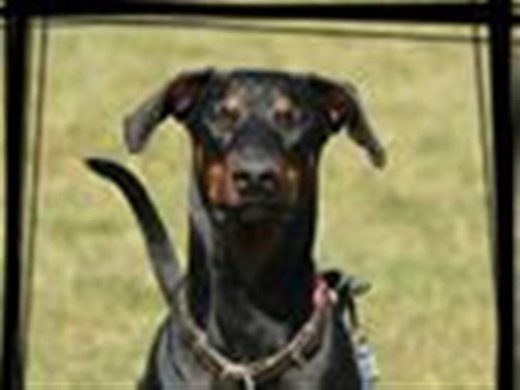 Tegninger / billeder som er lavet til mig - Amina / lavet af Team Glarbo billede 3