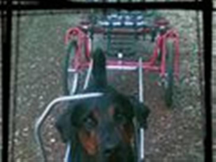 Tegninger / billeder som er lavet til mig - Bravi / Lavet af Team Glarbo billede 6