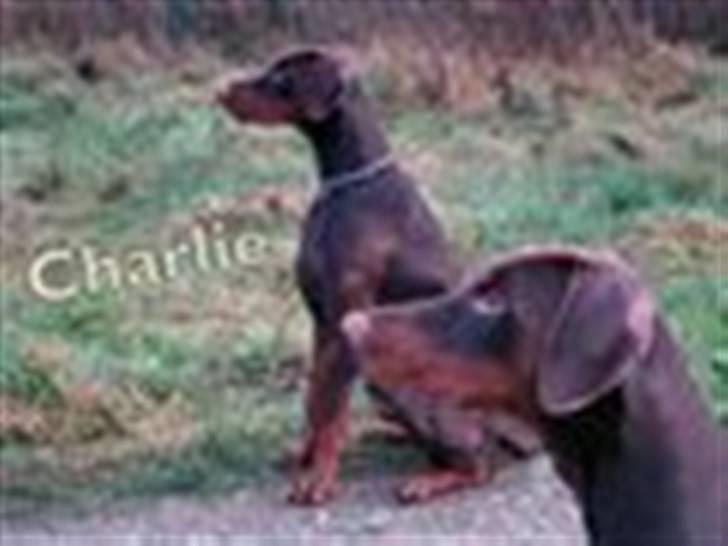 Tegninger / billeder som er lavet til mig - Charlie / Lavet af Team Glarbo billede 7