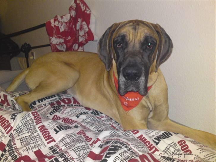 Kong Arthur bliver større :) - Kan godt lide at ligge i sengen hele dagen :) billede 11