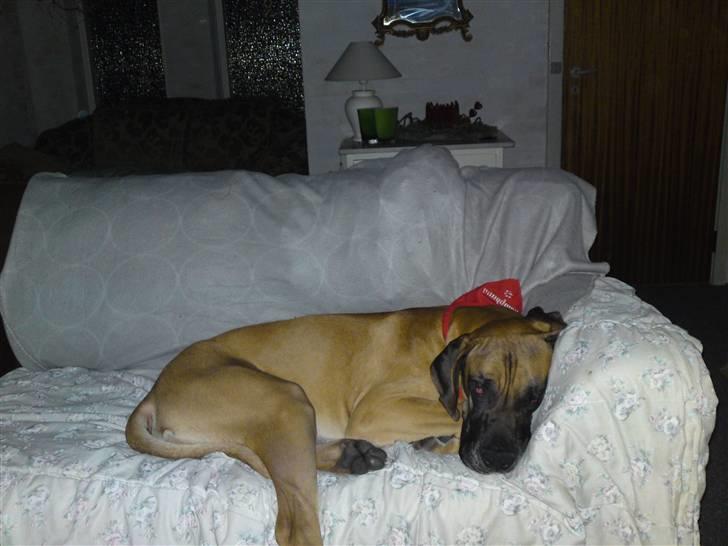 Kong Arthur bliver større :) - Meget træt dreng :) billede 12