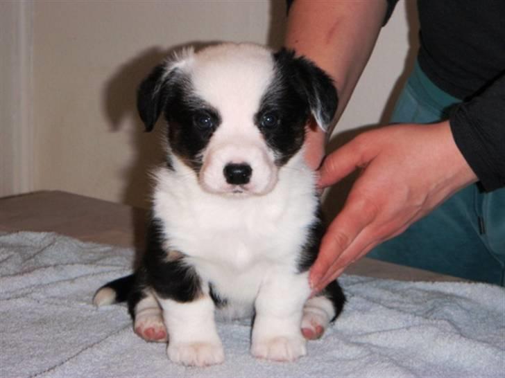 Corgi Hvalpe 09 billede 11