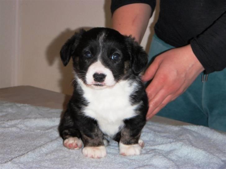 Corgi Hvalpe 09 billede 14