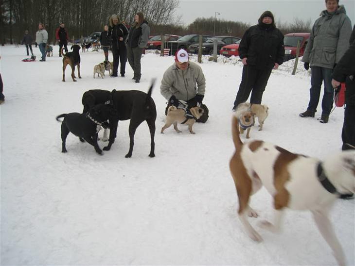 {{currentPhoto.altText}} billede {{currentPhoto.number}}