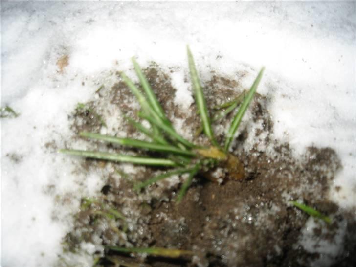 Diverse fjollerier - billede 14