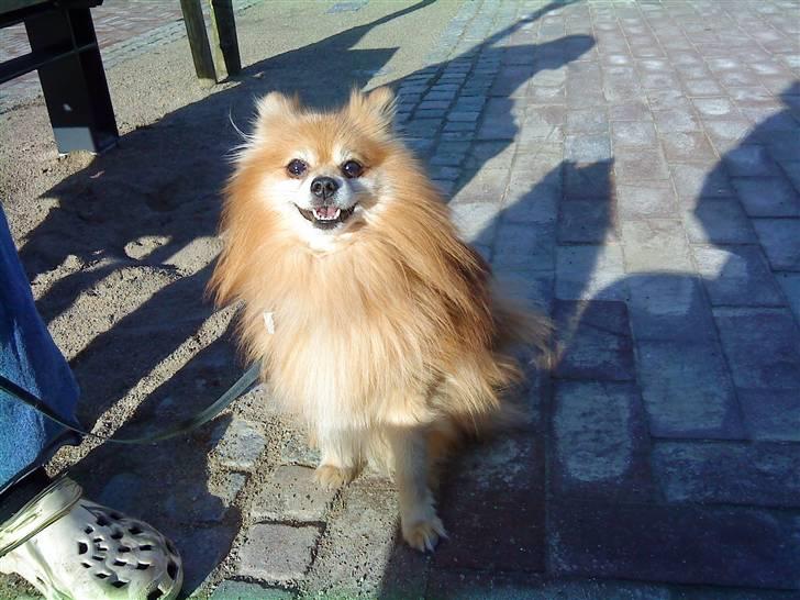 Poppai. billede 17