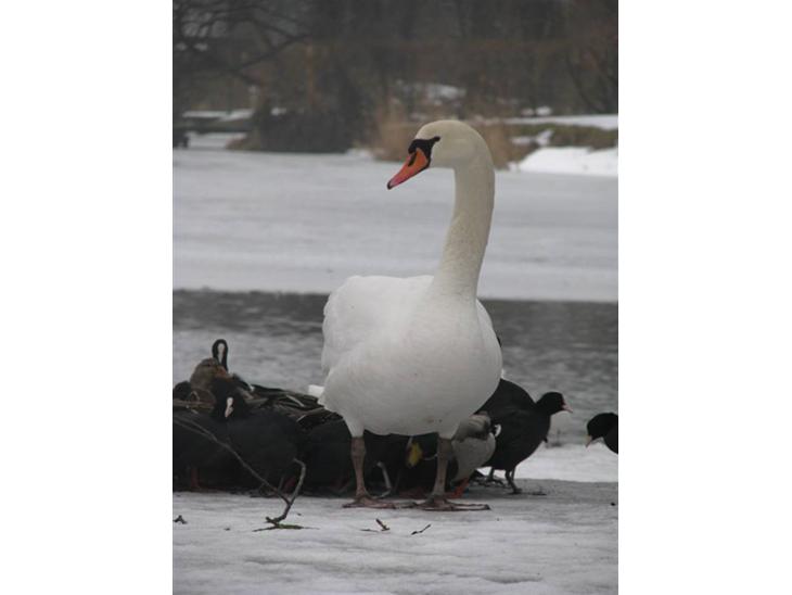 {{currentPhoto.altText}} billede {{currentPhoto.number}}