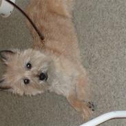 Billeder fra salonen