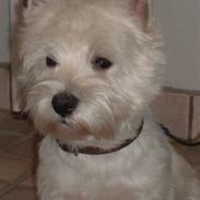 Billeder fra salonen