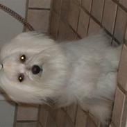 Billeder fra salonen