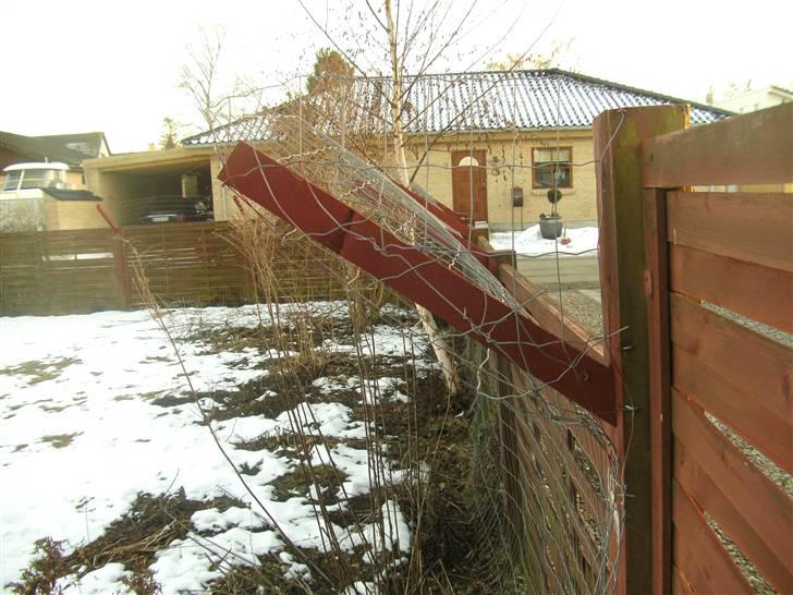 Hegn i haven billede 1