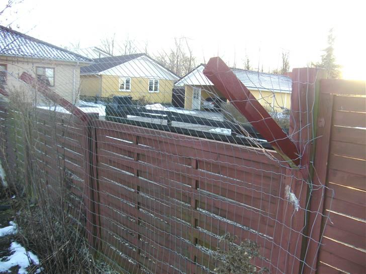 Hegn i haven billede 2