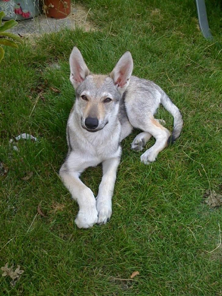 Tjekkoslovakisk ulvehund - Lille hund, stor ører. ca. 4 mdr gammel billede 3