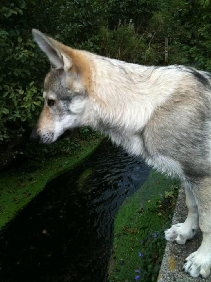 Tjekkoslovakisk ulvehund - Pandora 9 mdr. billede 4