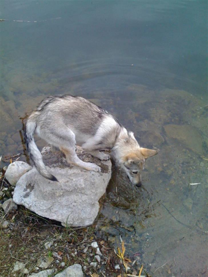 Tjekkoslovakisk ulvehund - Fisker i søen. 4 mdr billede 6